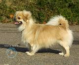 Tibetan Spaniel 9B040D-05